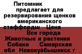 Питомник KURAT GRAD предлагает для резервирования щенков американского стаффордш › Цена ­ 25 000 - Все города Животные и растения » Собаки   . Самарская обл.,Новокуйбышевск г.